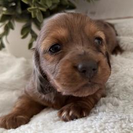 Penny - Dapple female Dachshund puppy in Gerber, California from Red Dirt Doxies