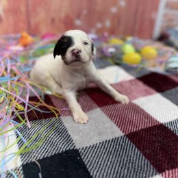 Henry - Blue belton and tan (tri-color) English Setter puppy in Lake Tomahawk, Ohio from StoneyBrook Setters