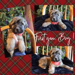 Cinnamon - Brown male Whoodle puppy in Smallett, Missouri from Leshas Whoodles