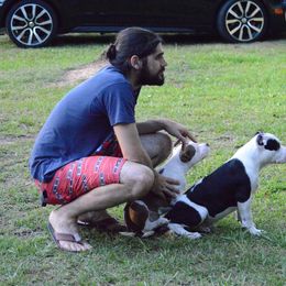 American Bully Puppies from SouthernCharm Kennel (SCP)