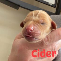 Cider - Yellow male Labrador Retriever puppy in Lucasville, Ohio from Backwoods Labradors