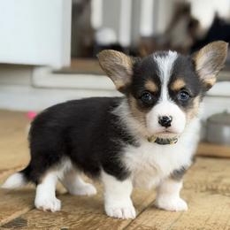 Moose with a TAIL - Black and white male American Corgi puppy in Washington, Arkansas from Foxy Knoll Farm