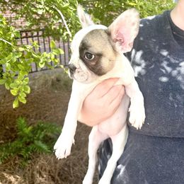 French Bulldog Puppies from Southern Mississippi Frenchies