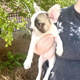 French Bulldog Puppies from Southern Mississippi Frenchies