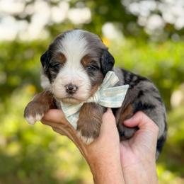 Rafe - Blue merle male Bernedoodle puppy in Bellville, Ohio from Bernedoodle Buddies