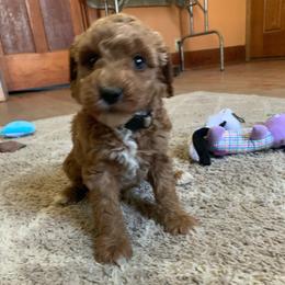 Rosie - Red  female Goldendoodle puppy in Haddam, Kansas from Golden B Acres