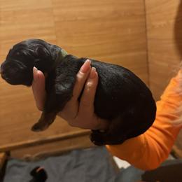Boy 1 - Black and red male German Shepherd puppy in Snohomish, Washington from Wataha Shepherds