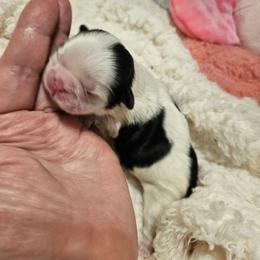 DAISY - Black and white female Shih Tzu puppy in Dexter, Kentucky from Enchanting Shih tzu