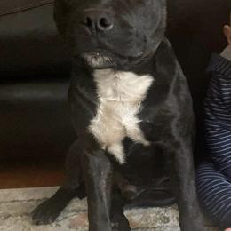 Staffordshire Bull Terriers from Felizstaffs