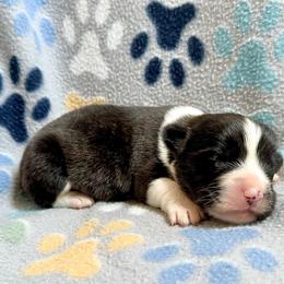 American Corgi Puppies from 5H Corgis