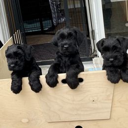 Giant Schnauzer Puppies from Hearthmore Giant Schnauzers