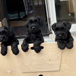 Giant Schnauzer Puppies from Hearthmore Giant Schnauzers
