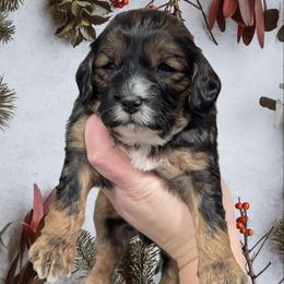 LoveBug - Sable female Cavapoo puppy in Coshocton, Ohio from Forever Family Puppies