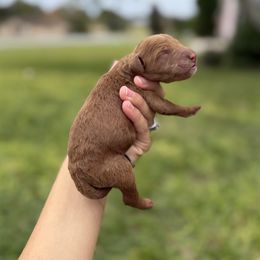 Girl 1 - Red  female Goldendoodle puppy in Spring Hill, Florida from Ohana Doodles x Frenchies