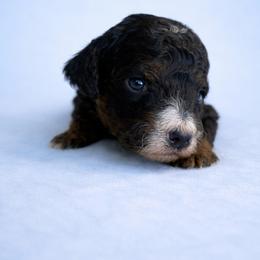 Girl 1 - Phantom female Poodle puppy in Eckert, Colorado from High Desert Poodles