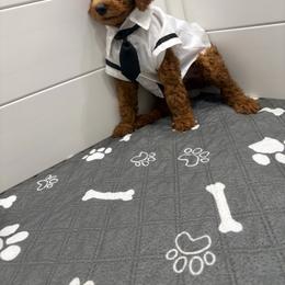Black collar - Red  male Poodle puppy in San Benito, Texas from Irene's Poodles