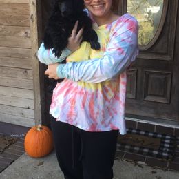 Poodle Puppies from Ocala Standard Poodles