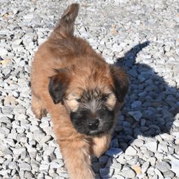 Drago - Wheaten male Soft Coated Wheaten Terrier puppy in Kirksville, Missouri from BellSharps Australian Shepherds