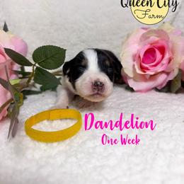 Dandeline - Black tri-color female Australian Shepherd puppy in Falmouth, Kentucky from Queen City Farm