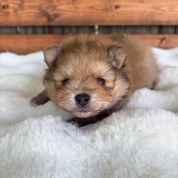 William - Orange sable male Pomeranian puppy in San Antonio, Texas from San Antonio Pomeranian
