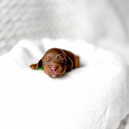 Caspian - Phantom male Goldendoodle puppy in Springville, Utah from Happy Doodle