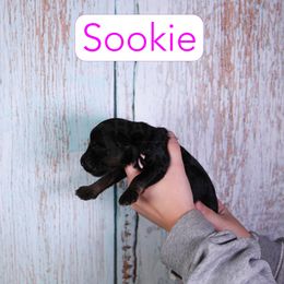 Sookie - Phantom female Assorted Doodle Crosses puppy in Calhoun, Georgia from Happy Top Doodles