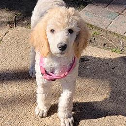 Poodles from Pets First: Dog Breeding, Training & Grooming