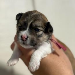 Pink collar - Red sable female Havanese puppy in Silverton, Oregon from PNW Havanese