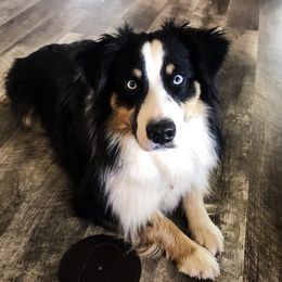 Darcy - Miniature Australian Shepherd