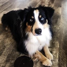 Darcy - Miniature Australian Shepherd