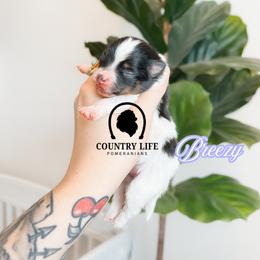 Girl 2 - Breezy - Black and tan parti female Pomeranian puppy in Idaho Falls, Idaho from Country Life Pomeranians