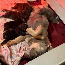 French Bulldog puppies from K2S Frenchies