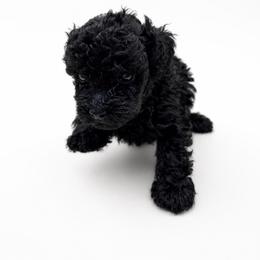 Velvet - Black male Poodle puppy in Sumter, South Carolina from Lixira Poodles LLC