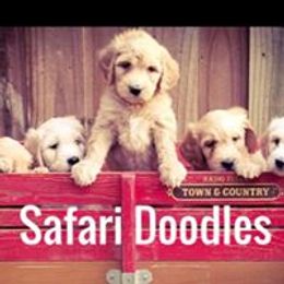 Goldendoodles from Safari Doodles