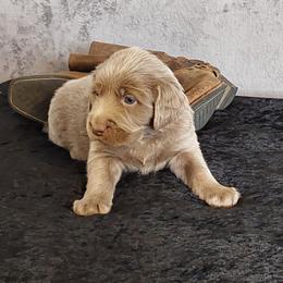 Boy 3 - male Weimaraner puppy in Catoosa County, Georgia from Kaleidoscope Weims