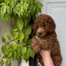 Poodle Puppies from Red Mini Poodles AZ