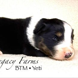 BTM Yeti - Black tri-color male Australian Shepherd puppy in Shelby, Alabama from Legacy Farms