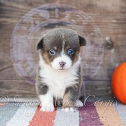 Autumn - Blue female Pembroke Welsh Corgi puppy in Bedford, Indiana from Sunny Acres Corgis