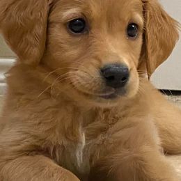 Dachshunds and Golden Retrievers from Triple G Kennels