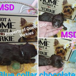 Boy blue collar - Chocolate, tan and white Yorkshire Terrier puppy in Charlotte, North Carolina from Queen City Yorkies