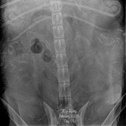 Cane Corso Puppies from Killing Joke Kennels, LLC