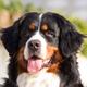 Bernese Mountain Dog
