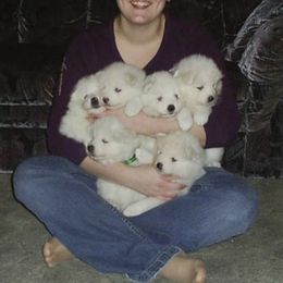 Samoyed Puppies from Sassy Sams