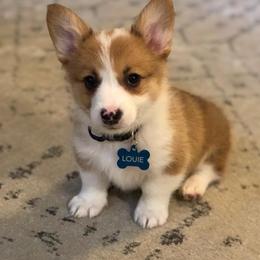 Pembroke Welsh Corgi Puppies from Wind Mountain Corgis