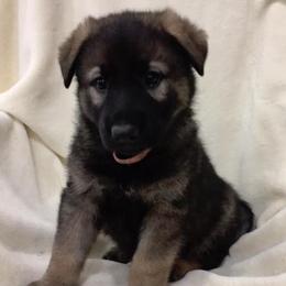 German Shepherd Puppies from Stevens German Shepherds
