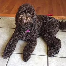 Maui Rainbow - Australian Labradoodle