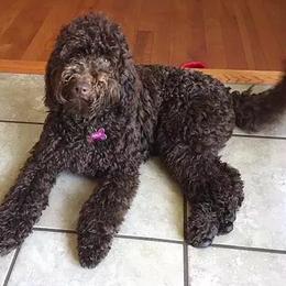 Maui Rainbow - Australian Labradoodle