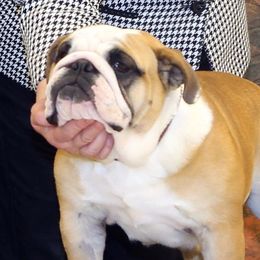 Cookie - Bulldog