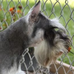 Justine - Miniature Schnauzer