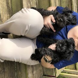 Miniature Schnauzer Puppies from Daniels Mini Schnauzers